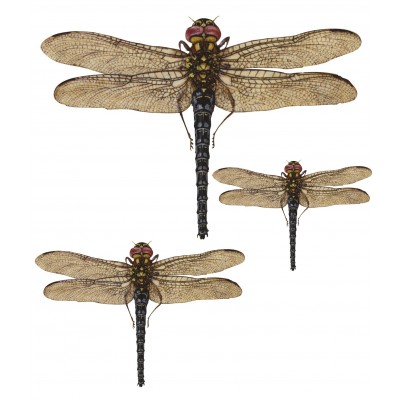 Dragonfly Set 3τεμ. (MDF) EM-101